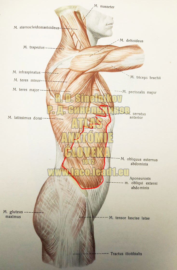 Vonkajší šikmý sval brucha SVALY TORZA Z PRAVA (POVRCHOVÉ SVALY)