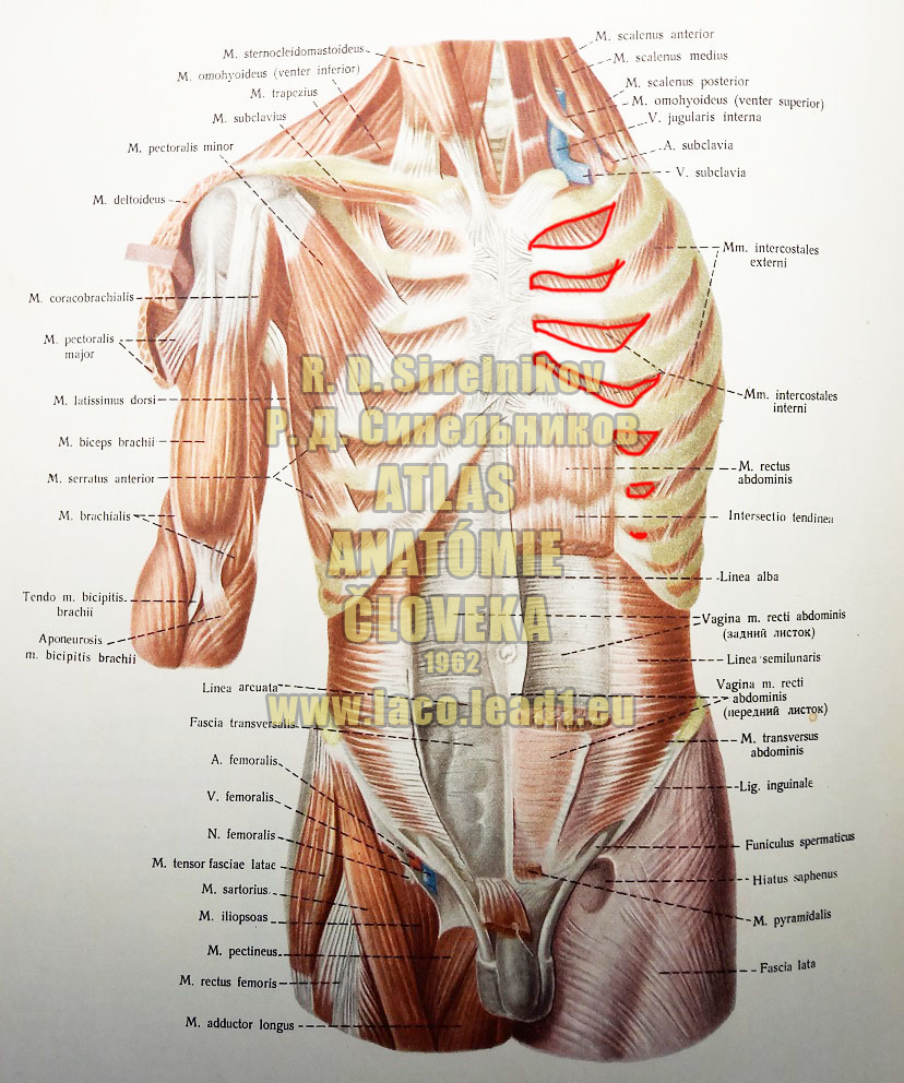 Medzirebrové svaly vnútorné SVALY TORZA Z PREDU (HLBOKÉ SVALY)