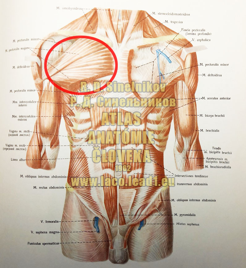 Veľký prsný sval SVALY TORZA Z PREDU