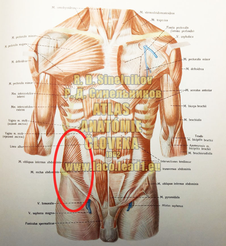 Vnútorný šikmý sval brucha SVALY TORZA Z PREDU