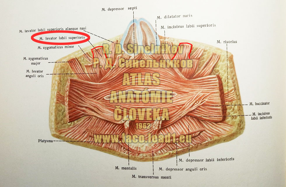 Zdvíhač hornej pery SVALY ÚSTNEJ DUTINY - MM. ORIS - Z VNÚTRA