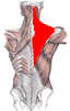 Lichobežníkový - trapézový sval
